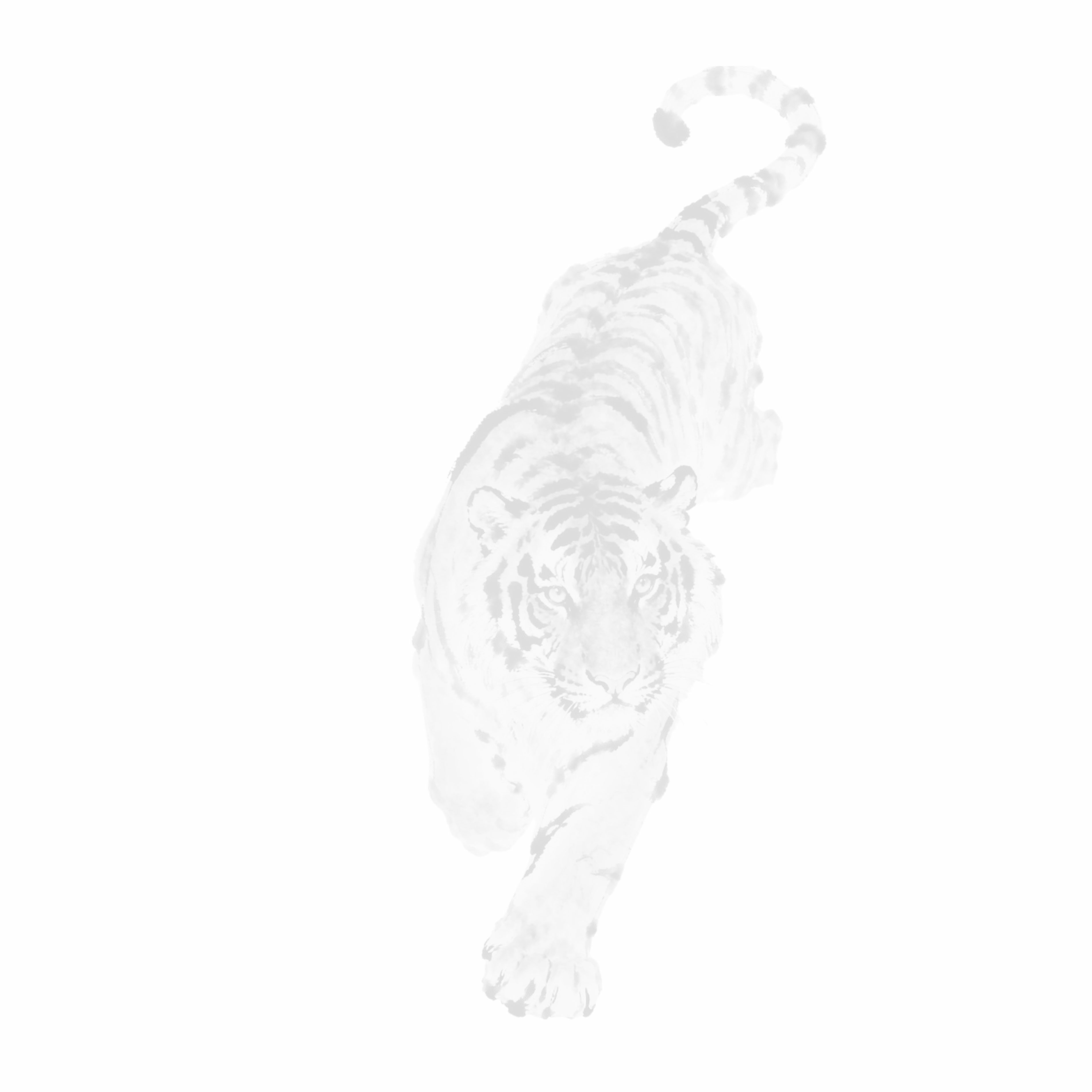 FEARLESS TIGER | COMING SOON!